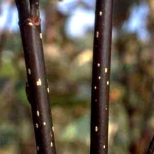 cornus alba Kesselringii black stemmed dogwood 300x300 - Order Plants Now