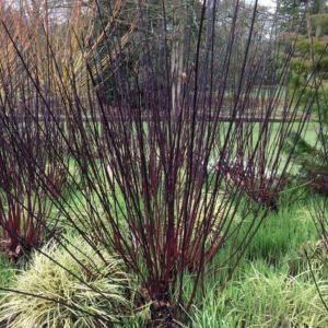 dark stems. Stems with leaves or bare are ideal for a beautiful Autumn bouquet or even as seasonal dinner decorations. To top it all off this lovely plant is incredibly hardy and easy to grow. Its hard to go wrong when growing this lovely dark red-barked tatarian dogwood in your garden.