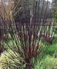 dark stems. Stems with leaves or bare are ideal for a beautiful Autumn bouquet or even as seasonal dinner decorations. To top it all off this lovely plant is incredibly hardy and easy to grow. Its hard to go wrong when growing this lovely dark red-barked tatarian dogwood in your garden.