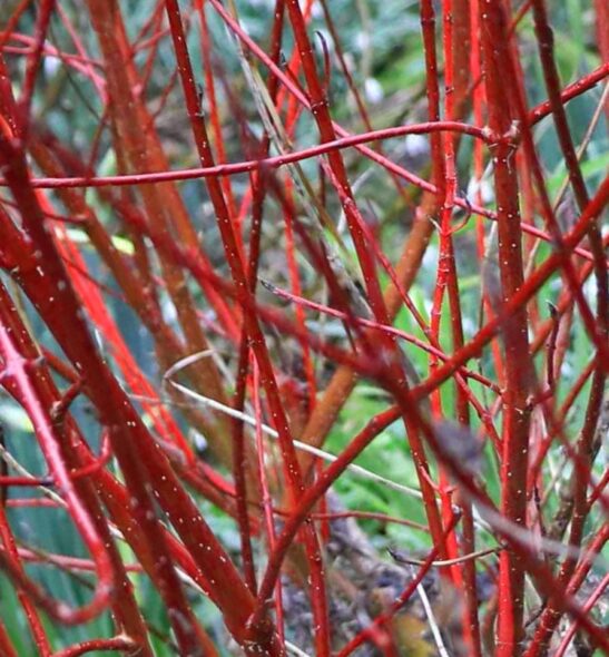 cornus sericea red osier dogwood winter it's no wonder this native to Canada shrub has been such a popular choice