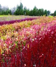 Red osier dogwood