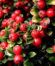 Cranberry Cotoneaster is compact shrub widely loved and planted as a beautiful low lying groundcover. It has very pretty pink flower buds