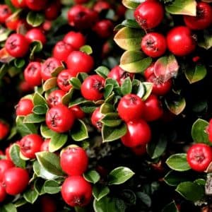 Cranberry Cotoneaster is compact shrub widely loved and planted as a beautiful low lying groundcover. It has very pretty pink flower buds