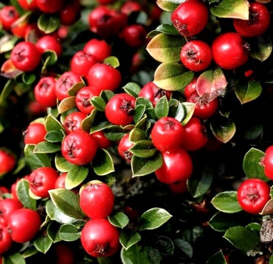 Cranberry Cotoneaster is compact shrub widely loved and planted as a beautiful low lying groundcover. It has very pretty pink flower buds