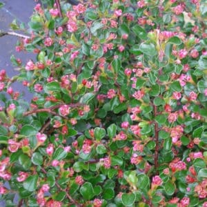 cotoneaster apiculatus in bloom cranberry cotoneaster 300x300 - Cotoneaster apiculatus