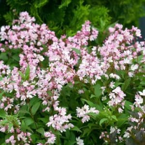 Pink flowered Deutzia is a springtime burst of soft pink flowers with a light fragrance that will turn burgundy in the fall.Prune to rejuvenate!