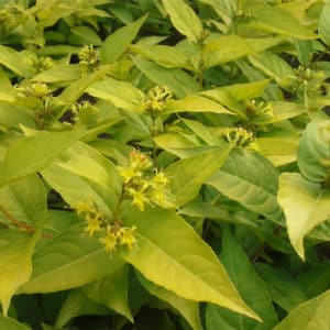 diervilla rivularis honeybee blooming yellow leaves 300x300 - Diervilla rivularis 'Diwibru01' HONEYBEE