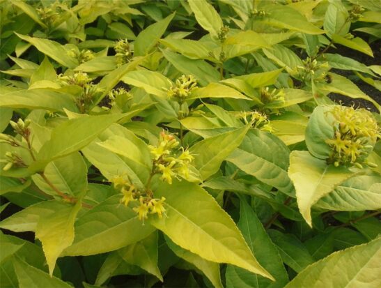 diervilla-rivularis-honeybee flower diervilla-rivularis-honeybee flower