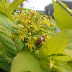 diervilla rivularis honeybee shrub for bee magnet 300x300 - Diervilla rivularis 'Diwibru01' HONEYBEE