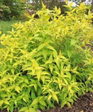 Diervilla rivularis 'Diwibru01' HONEYBEE