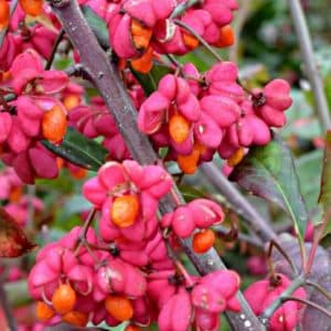 euonymus europaeus spindle tree plant fruit 300x300 - Order Plants Now
