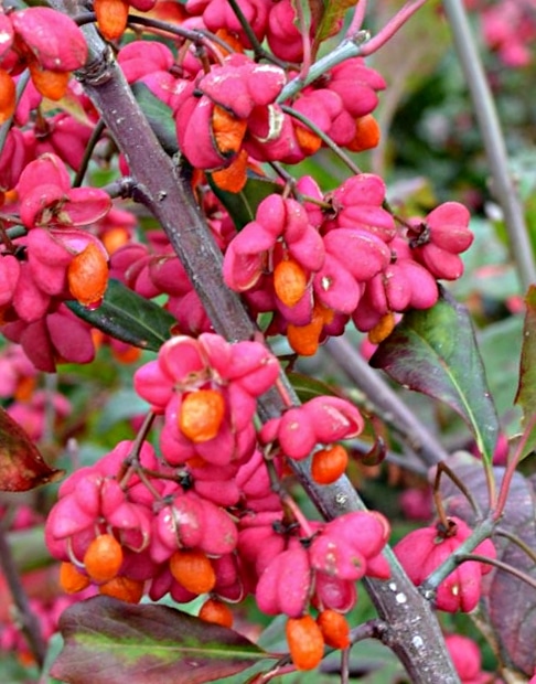 Spindle tree plants have deep red leaves with rose-pink fruit that split revealing tangerine-coated seeds brighten up gardens in the fall and winter