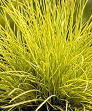 Festuca glauca 'Golden Toupee'