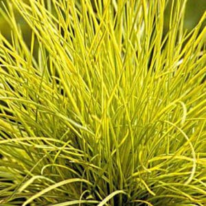 festuca glauca golden toupee yellow fescue 300x300 - Order Plants Now