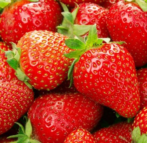 Malwina late-season strawberries bloom and fruit later than almost any strawberry on the market. If your looking for strawberries all season