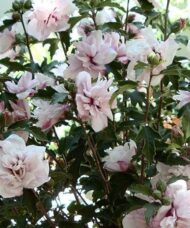 This particular Rose of Sharon shrub is a great example of how big and beautiful a Hibiscus plant can be. It can be a great privacy hedge or simply