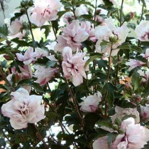 This particular Rose of Sharon shrub is a great example of how big and beautiful a Hibiscus plant can be. It can be a great privacy hedge or simply