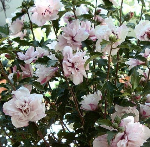 This particular Rose of Sharon shrub is a great example of how big and beautiful a Hibiscus plant can be. It can be a great privacy hedge or simply