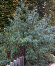 Pollmix male sea buckthorn is the male species that will pollinate several surrounding female varieties (such as Hippophae rhamnoides