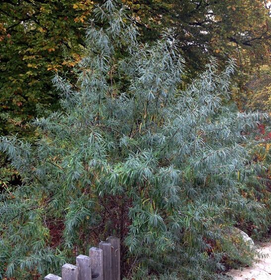 Pollmix male sea buckthorn is the male species that will pollinate several surrounding female varieties (such as Hippophae rhamnoides
