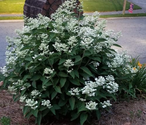 Thus small Pee Gee Hydrangea is extremely compact and is a great addition to any small  garden. Panicles carry several clusters of fertile flowers