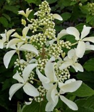 Great Star Hydrangea has very large white star like flowers with 4 petals that bloom from July to September. One of the hardiest of the hydrangeas