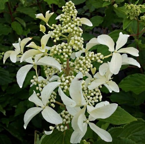 Great Star Hydrangea has very large white star like flowers with 4 petals that bloom from July to September. One of the hardiest of the hydrangeas