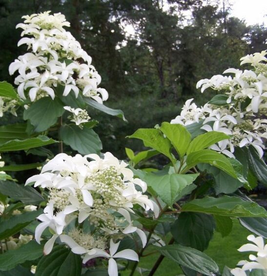 hydrangea-paniculata-le-vasterival-great-star hydrangea-paniculata-le-vasterival-great-star