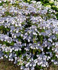 Lacecap Hydrangea Bluebird with its abundance of rich blue lacecap flowers and dark green leaves adds colour and long blooming season to your garden.