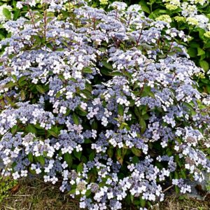 Lacecap Hydrangea Bluebird with its abundance of rich blue lacecap flowers and dark green leaves adds colour and long blooming season to your garden.