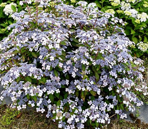 Lacecap Hydrangea Bluebird with its abundance of rich blue lacecap flowers and dark green leaves adds colour and long blooming season to your garden.