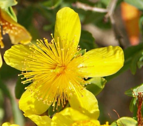 Kalm St. John's wort is a small native shrub from Eastern Canada. The rich nectar of the flowers of this small semi-evergreen shrub attracts butterflie