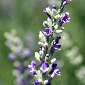 lavandula angustifolia munstead lavender flower 300x300 - Lavandula angustifolia 'Munstead'