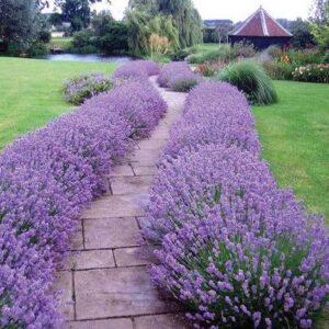 English Lavender plants forming bordering both sides of a long, winding stone pathway down to a pergola and pond.