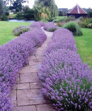 English Lavender plants forming bordering both sides of a long, winding stone pathway down to a pergola and pond.