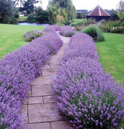 English Lavender plants forming bordering both sides of a long, winding stone pathway down to a pergola and pond.
