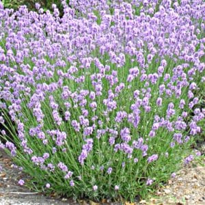 lavandula munstead english lavender bush 300x300 - Lavandula angustifolia 'Munstead'
