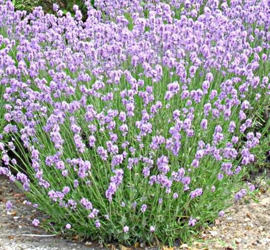 lavandula-munstead-english-lavender-bush lavandula-munstead-english-lavender-bush