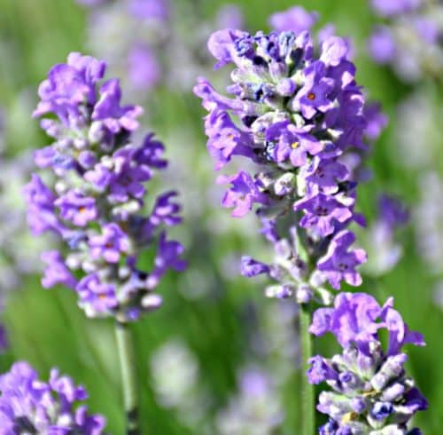 Who doesn't love the beautiful fresh scent of English Lavender Plants? Now you can add this beautiful and fragrant shrub to your garden.
