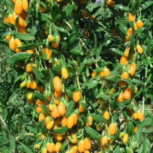 This yellow Goji Berry Plant is an early fruiting shrub native to China that has been used in chinese medicine and cuisine for hundreds of years.