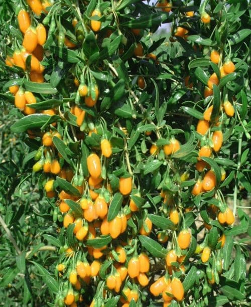 This yellow Goji Berry Plant is an early fruiting shrub native to China that has been used in chinese medicine and cuisine for hundreds of years.