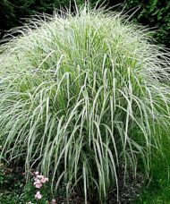 Miscanthus sinensis 'Variegatus' rounded fountain like appearance is due to the upward-arching stems. New fallen snow enhances the attractiveness