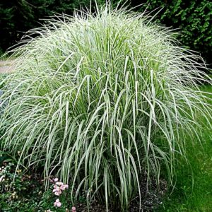 miscanthus sinensis variegatus japanese silver grass 300x300 - Order Plants Now