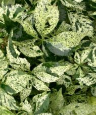 This Variegated Virgina Creeper is sets itself apart from the rest of the varieties with its gorgeous cream & green leaves