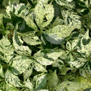 This Variegated Virgina Creeper is sets itself apart from the rest of the varieties with its gorgeous cream & green leaves