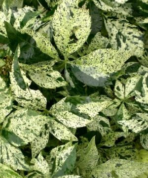This Variegated Virgina Creeper is sets itself apart from the rest of the varieties with its gorgeous cream & green leaves