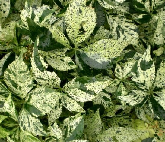 This Variegated Virgina Creeper is sets itself apart from the rest of the varieties with its gorgeous cream & green leaves