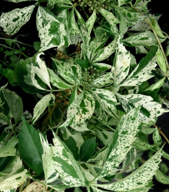 parthenocissus-quinquefolia-star-showers-variegated-virginia-creeper parthenocissus-quinquefolia-star-showers-variegated-virginia-creeper