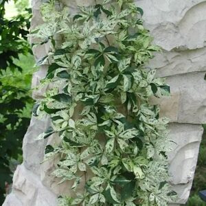 Star showers variegatd virginai creeper vine on a limestone arch.