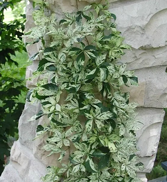 Star showers variegatd virginai creeper vine on a limestone arch.